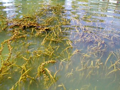 Invasive Milfoil